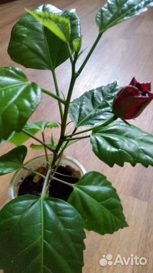 Гибискус махровый,циссус