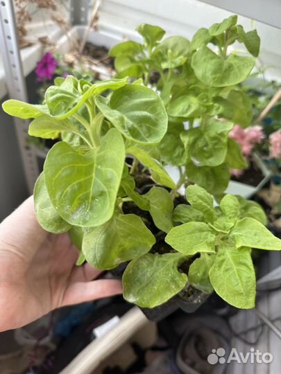 Петунья рассада в кассетах