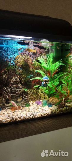 Аквариум с рыбками