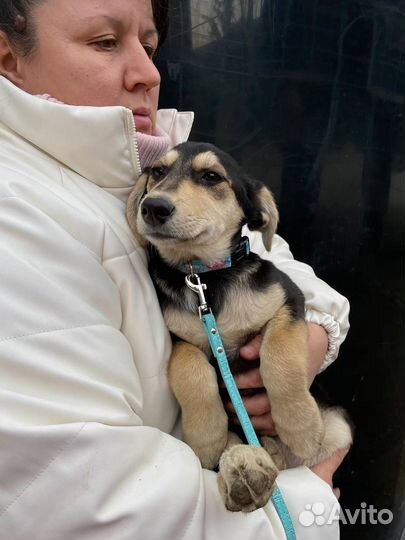 Щенок девочка в добрые руки