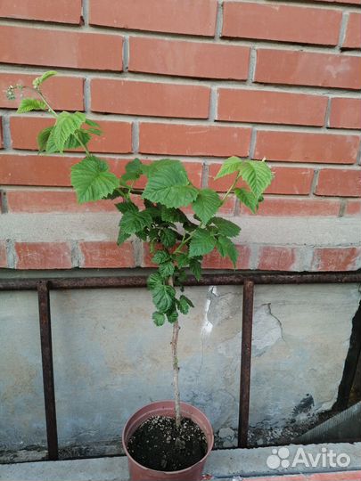 Саженцы Малины(Летняя, штамбовая, ремонтантная)