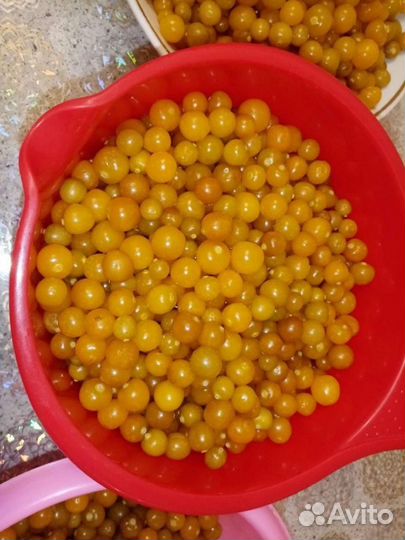 Семена немецкой ягоды (не физалис)