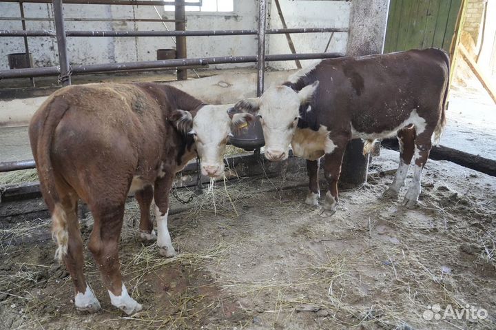 Телки Герефорд класса класса элита и элита-рекорд