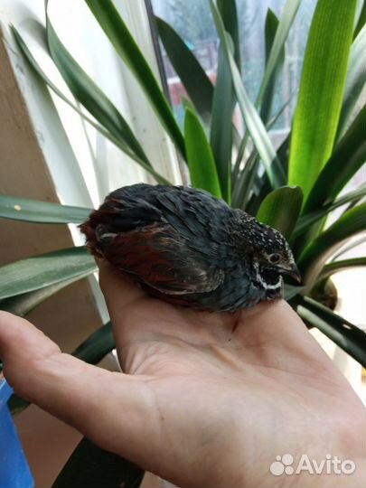 Декоративный перепел китайский расписной