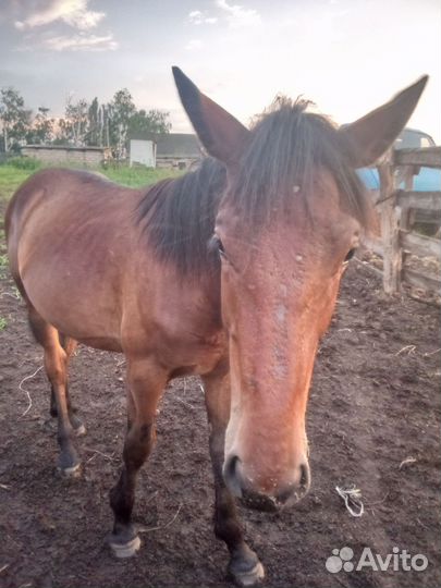 Жеребец 2г.2мец