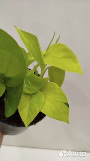 Эпипренум Голден Потос