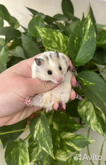 Милые сирийские хомячки