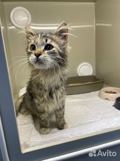 Две сестрички ищут дом