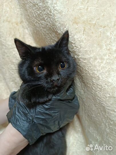 Кошки пантеры в ответственные руки