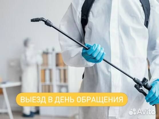 Уничтожение клопов, грызунов и насекомых