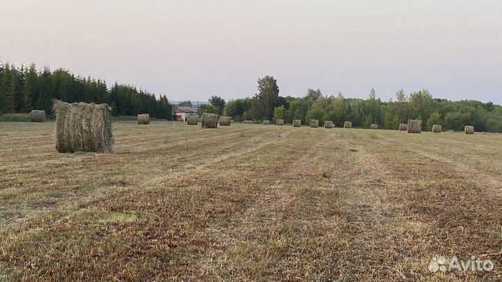Сено в тюках