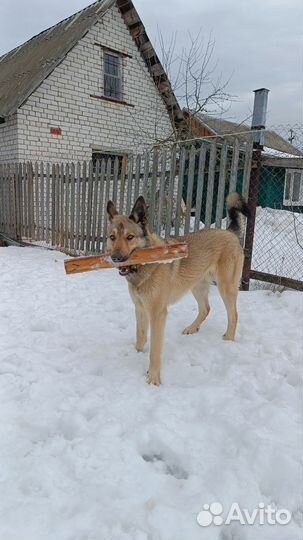 Метис овчарки