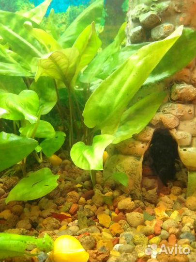 Криптокорина понтедериеволистная