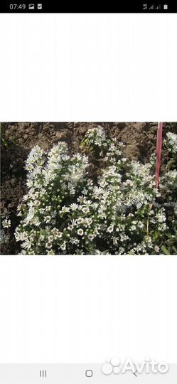 Астра почвопокровная