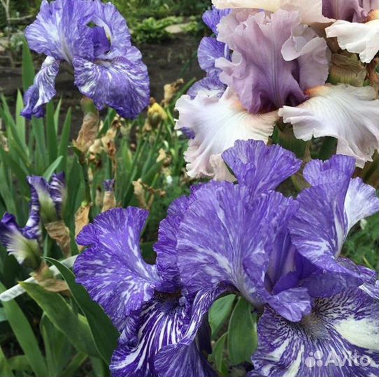 Ирис набор из 5 штук