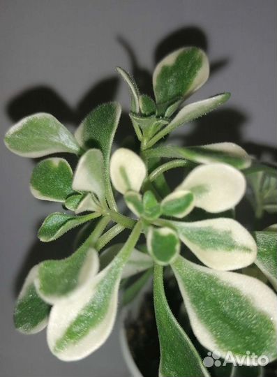 Аихризон вариегатный