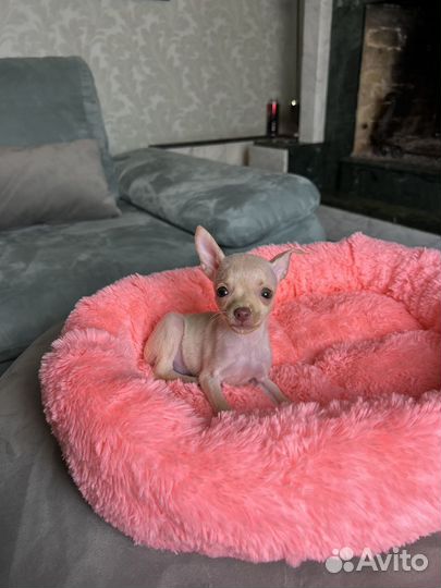 Тойчики мини, супермини и стандарт