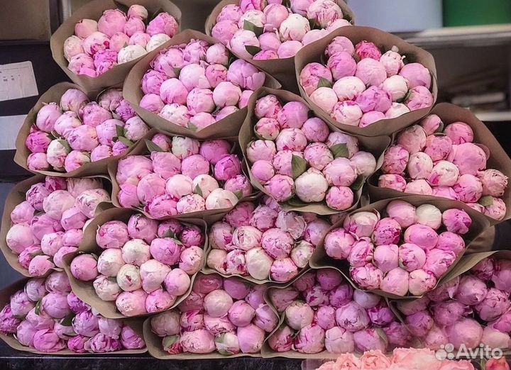 Пионы Букеты Цветы