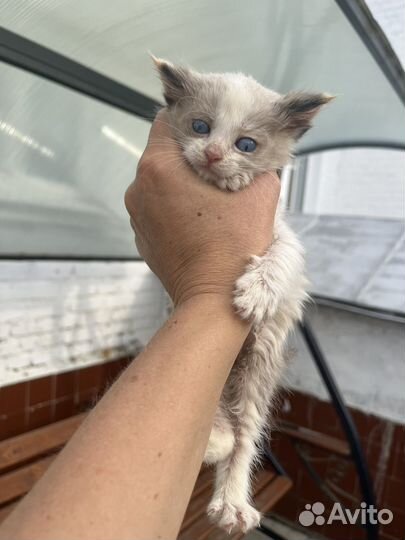 Котенок с ярко голубыми глазами ищет дом