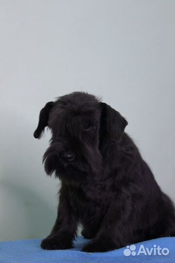 Цвергшнауцер щенки черного окраса