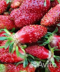 Рассада клубники