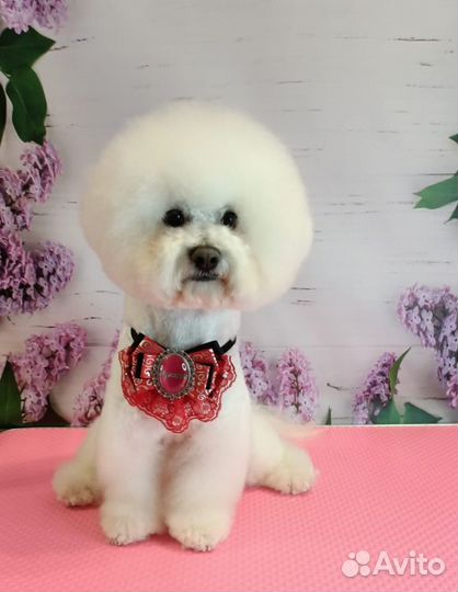 Бишон фризе вязка