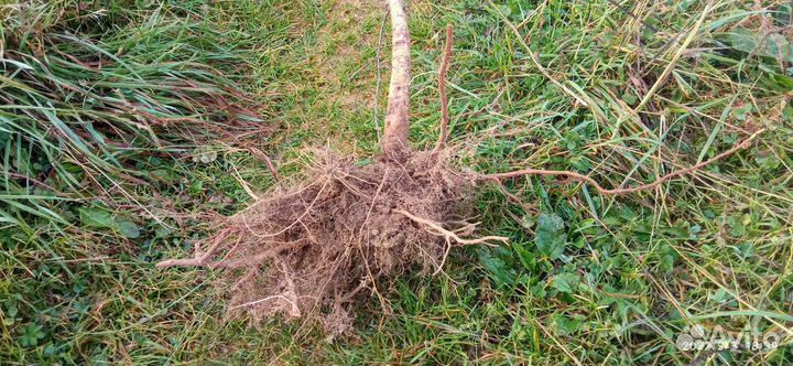 Саженцы берёзы