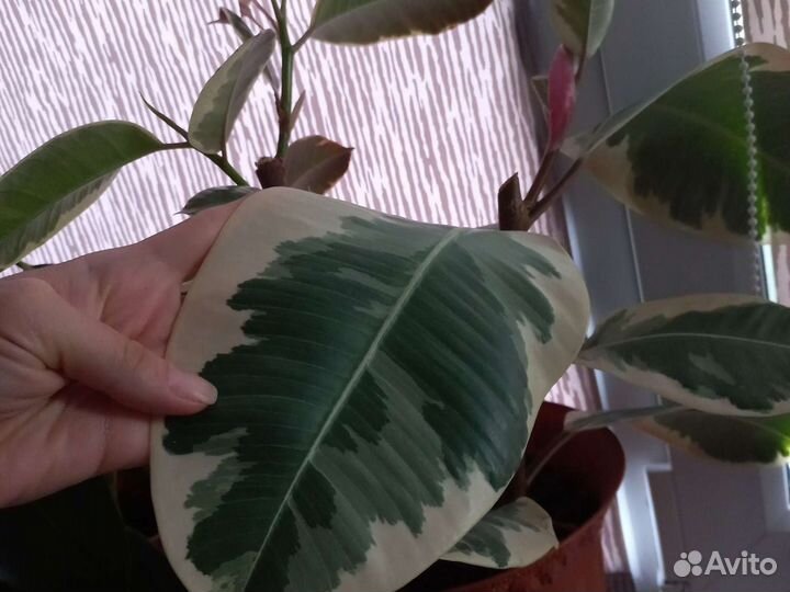 Фикус каучуконосный Эластика