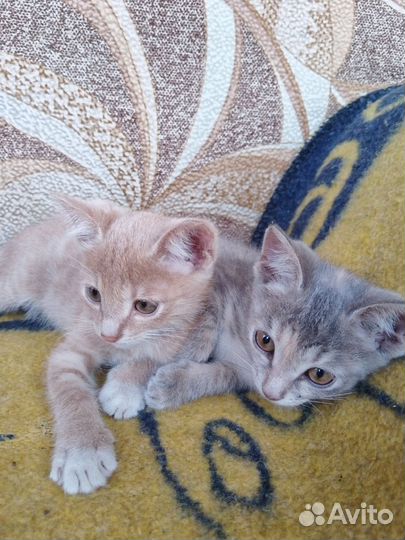 Отдам бесплатно