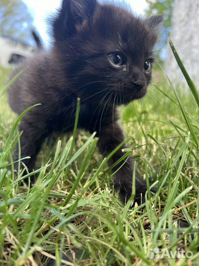 Котенок ищет семью