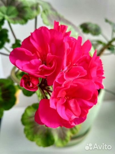 Комнатные цветы