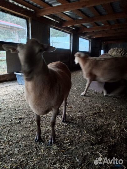 Продам катумских ярок