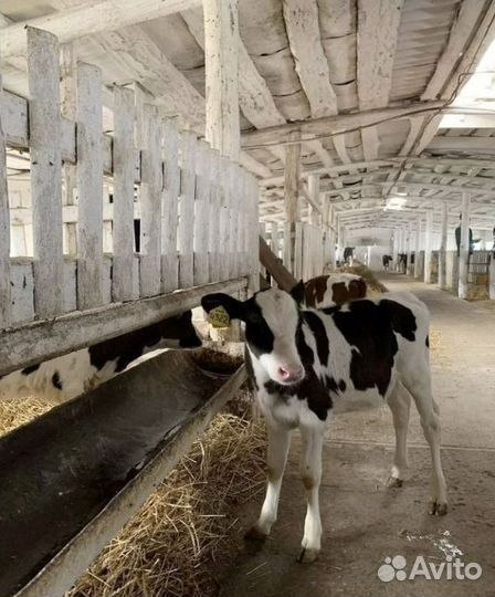 Бычки телята телочки