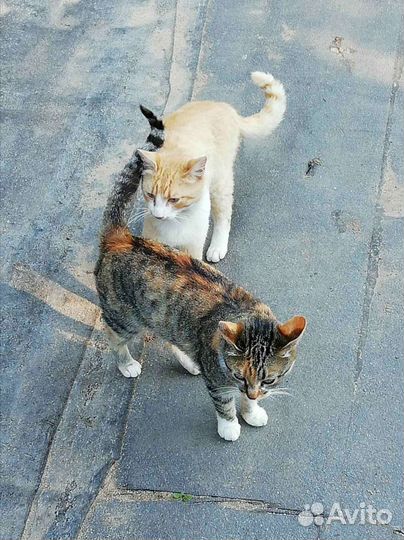 Кошки в добрые руки