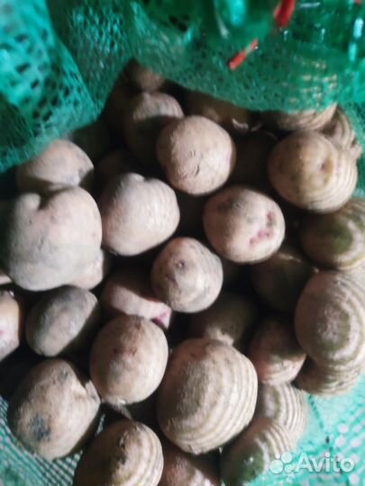 Картофель,помидоры,перец