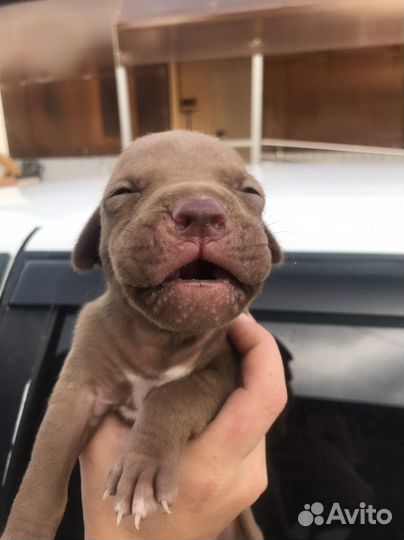 Щенки Американского питбультерьера