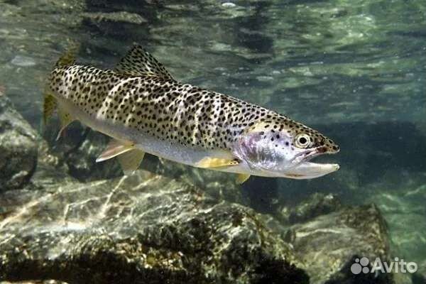 Живая рыба форель