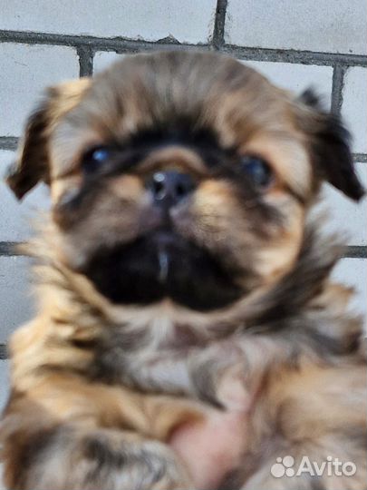 Продаются щенки карликового пекинса