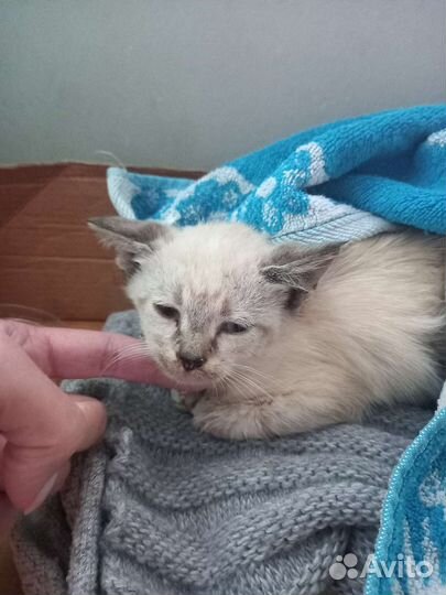 Сиамский котёнок