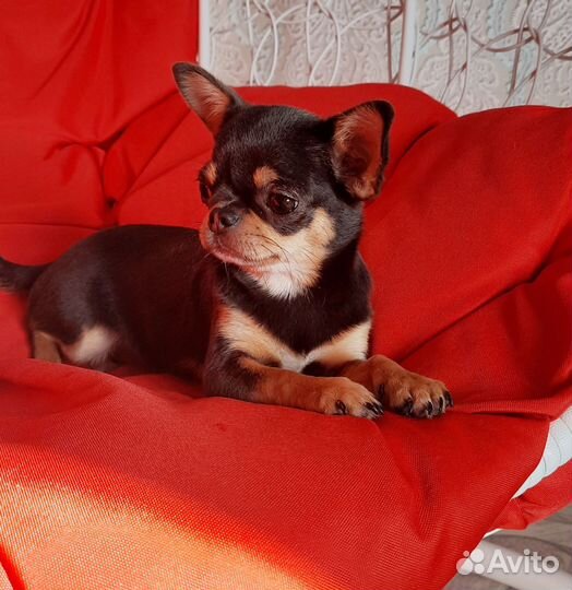 Чихуахуа девочка