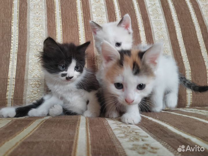 Очаровательные котята