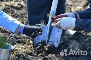 Работа садовник Выплата Ежедневная с 16 лет