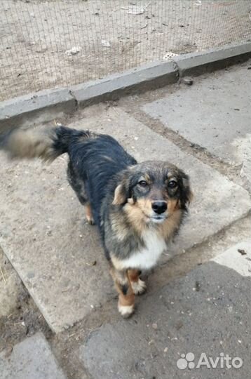 Милая маленька собачка в добрые руки