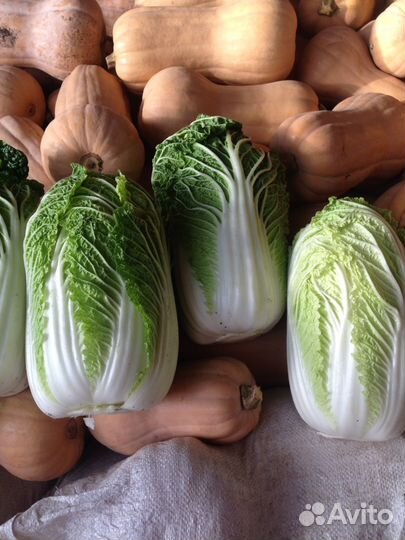 Капуста пекинская для чимчи