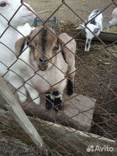 Продам козлят