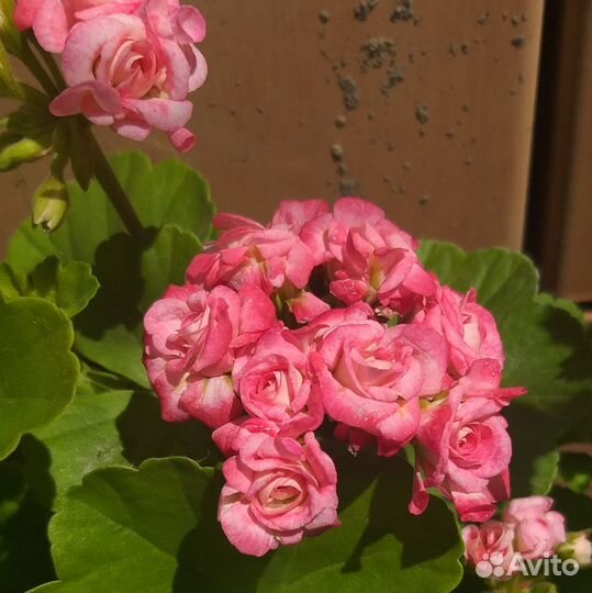 Пеларгония герань