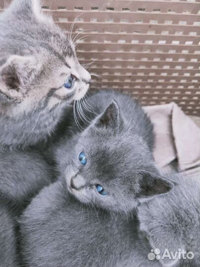 Кошка в дар бесплатно