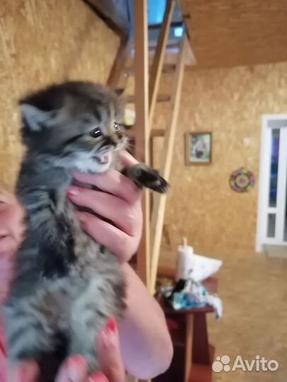 Самые красивые котята