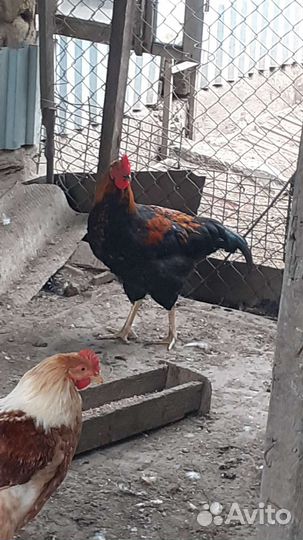 Петухи