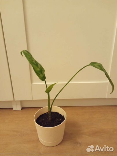 Нотокактусы, Опунция, Сансевиерия и Сингониум